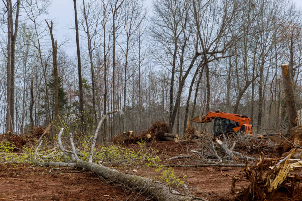 How Our Tree Care Process Works  in  Clarendon Hills, IL