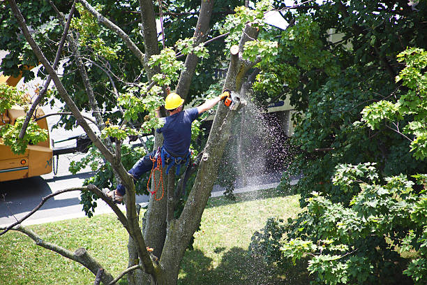 Lawn Grading and Leveling in Clarendon Hills, IL